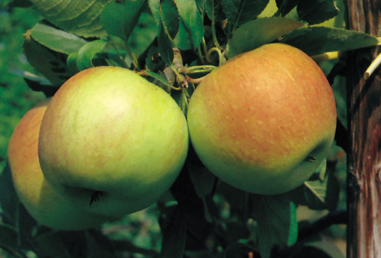 Omnia garden Äpple ’James Grieve’ Svagväxande B9