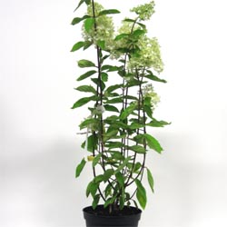 Syrénhortensia lat. Hydrangea paniculata 
