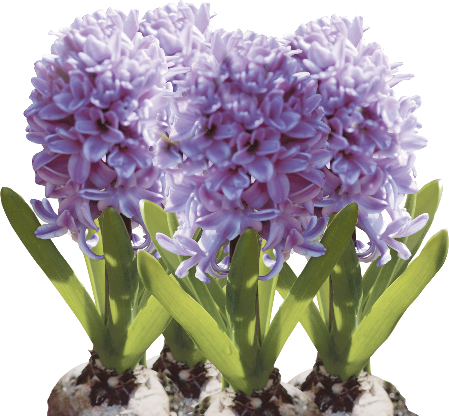 Hyacint lat. Hyacinthus orientalis Mindre lök Vit