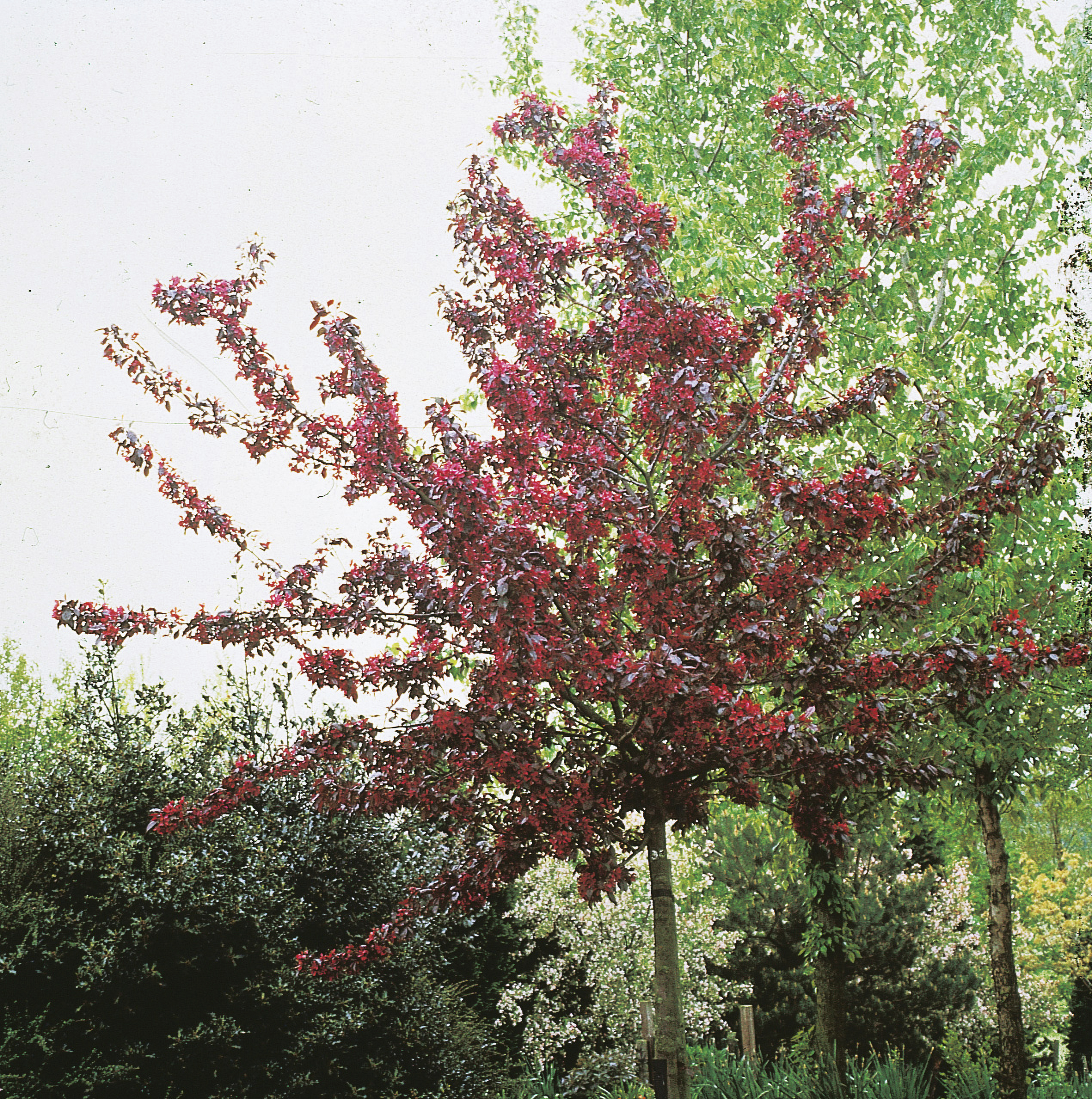 Omnia garden Purpurapel ’Royalty’ Stamhöjd 80-90cm