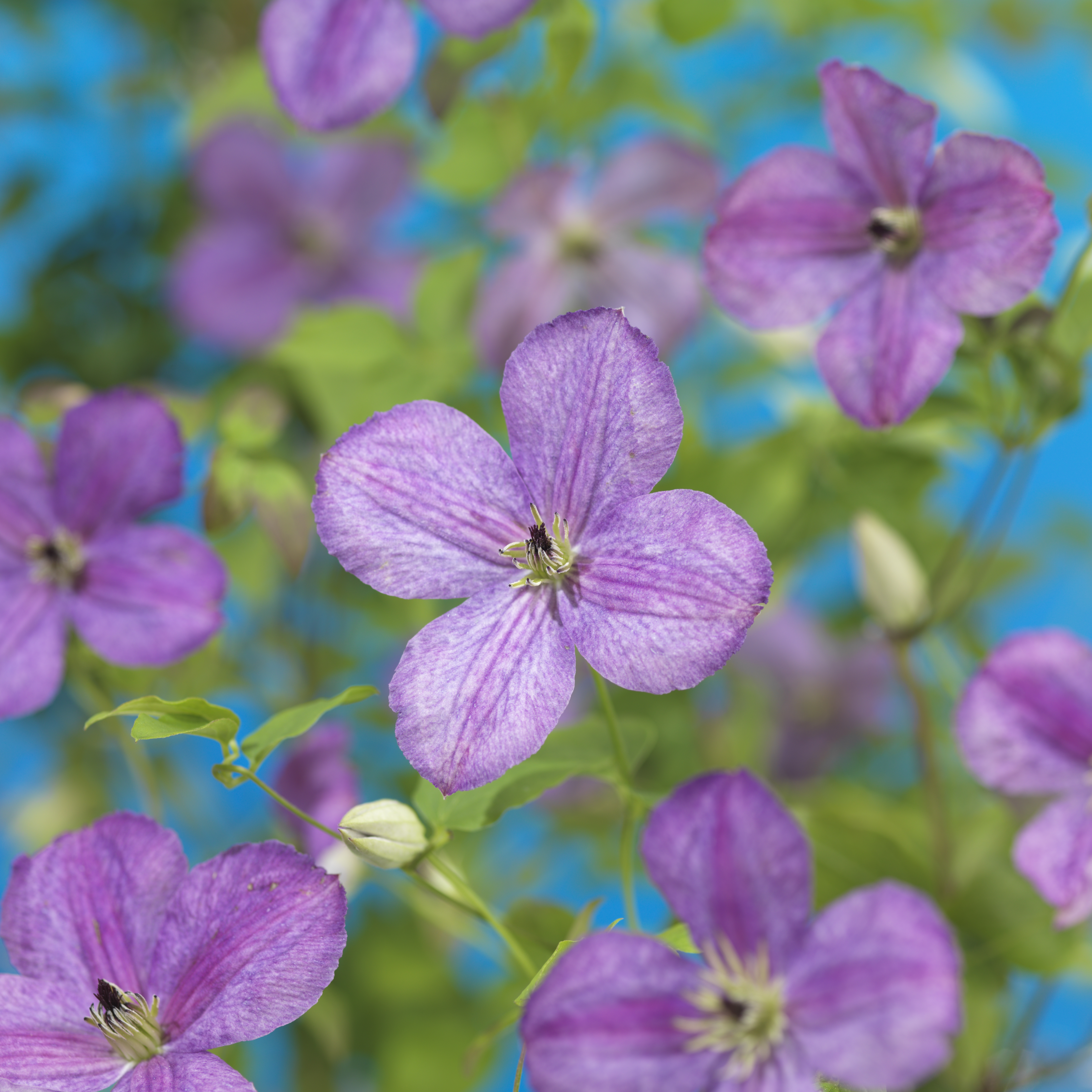 Klematis ’SoMany Lavender Flowers’ PBR 1-pack