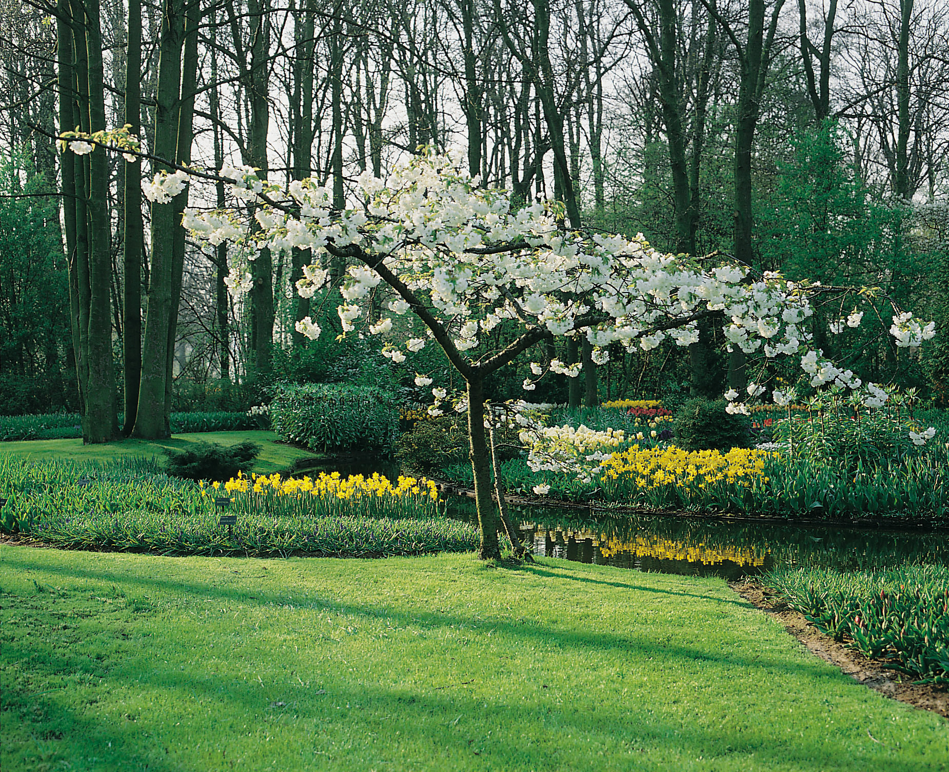 Omnia garden Glanskörsbär Ungträd 150-200cm
