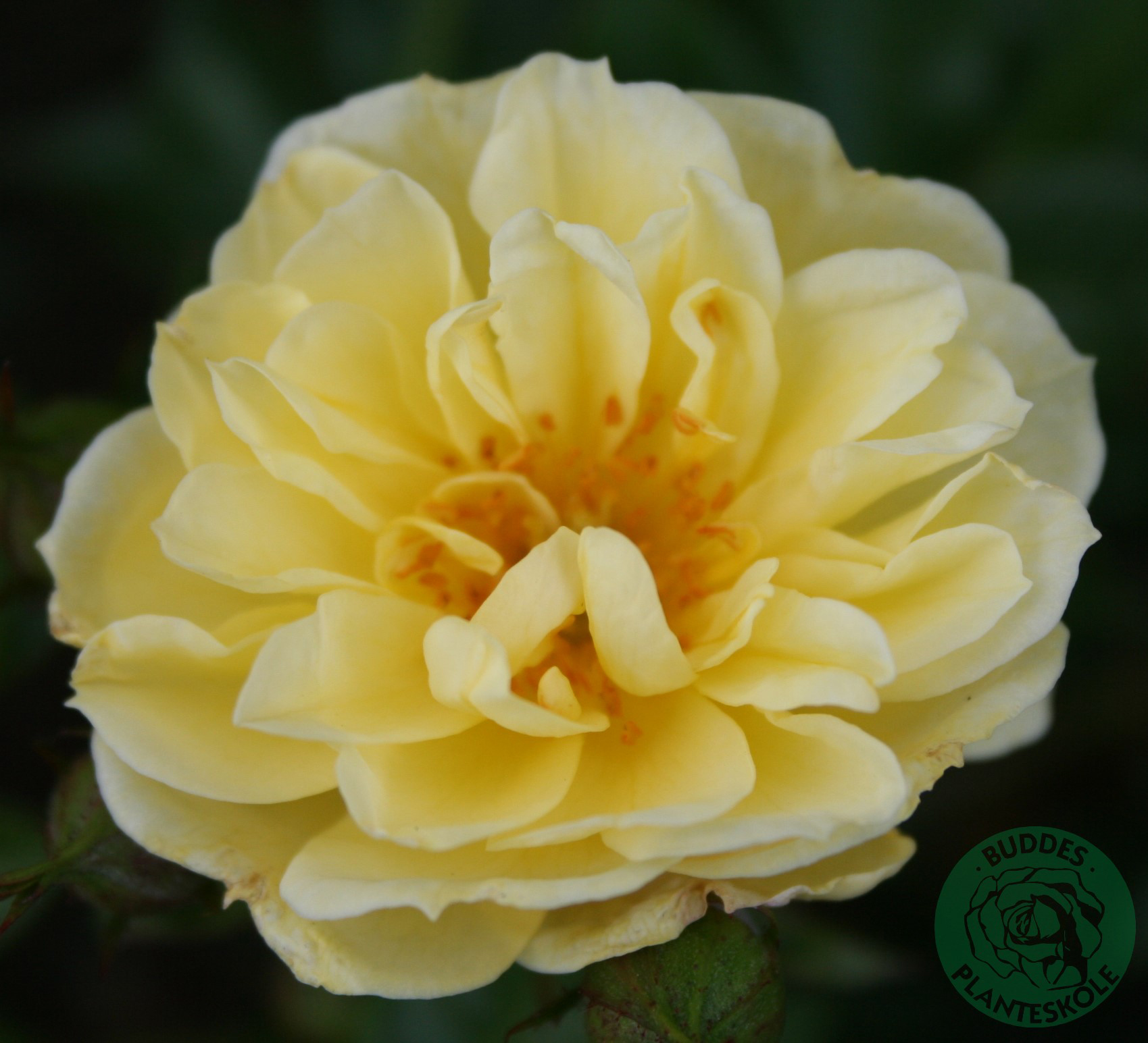 Omnia garden Marktäckande ros ’Golden Cover’ 5-pack