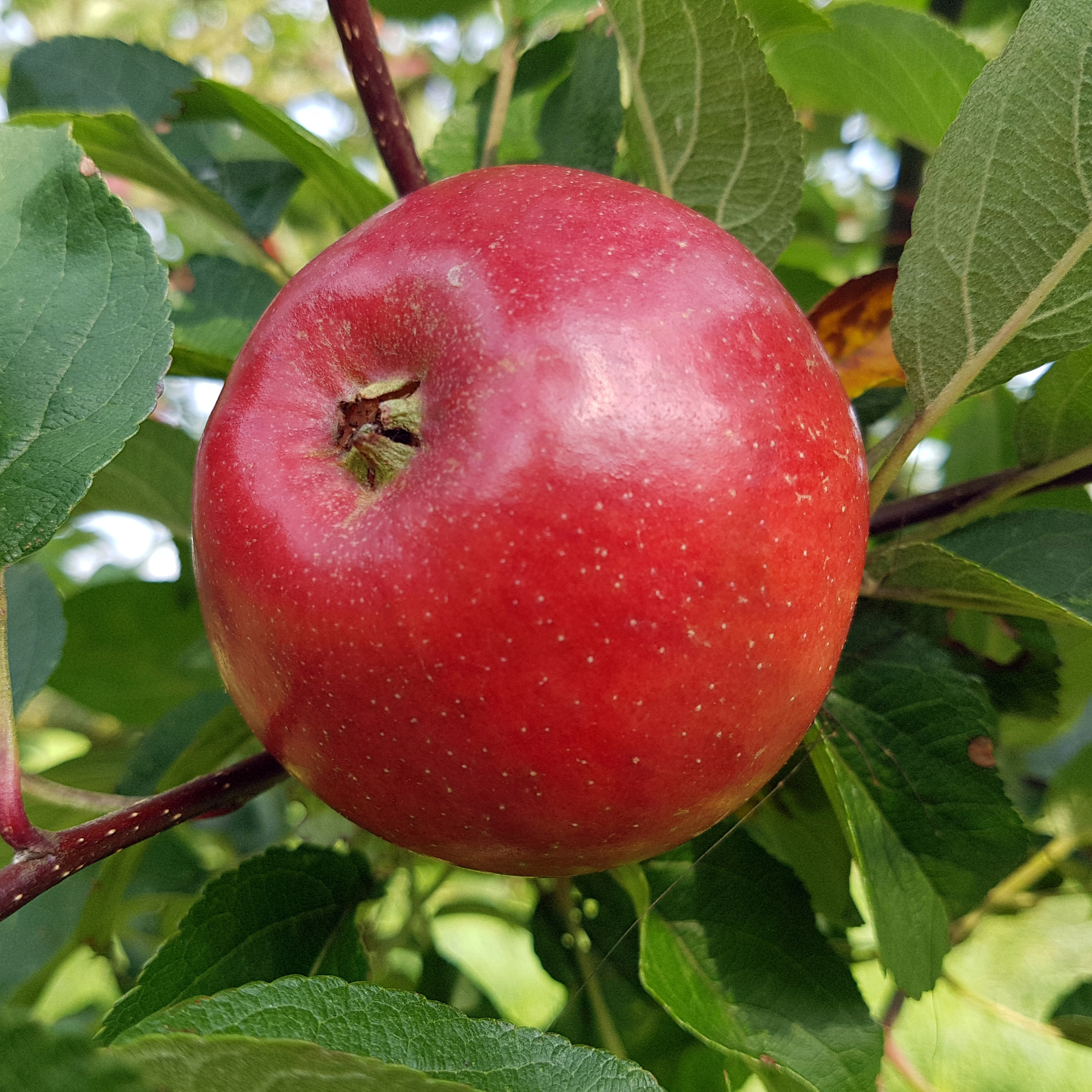 Omnia garden Äpple ’Folke’ E