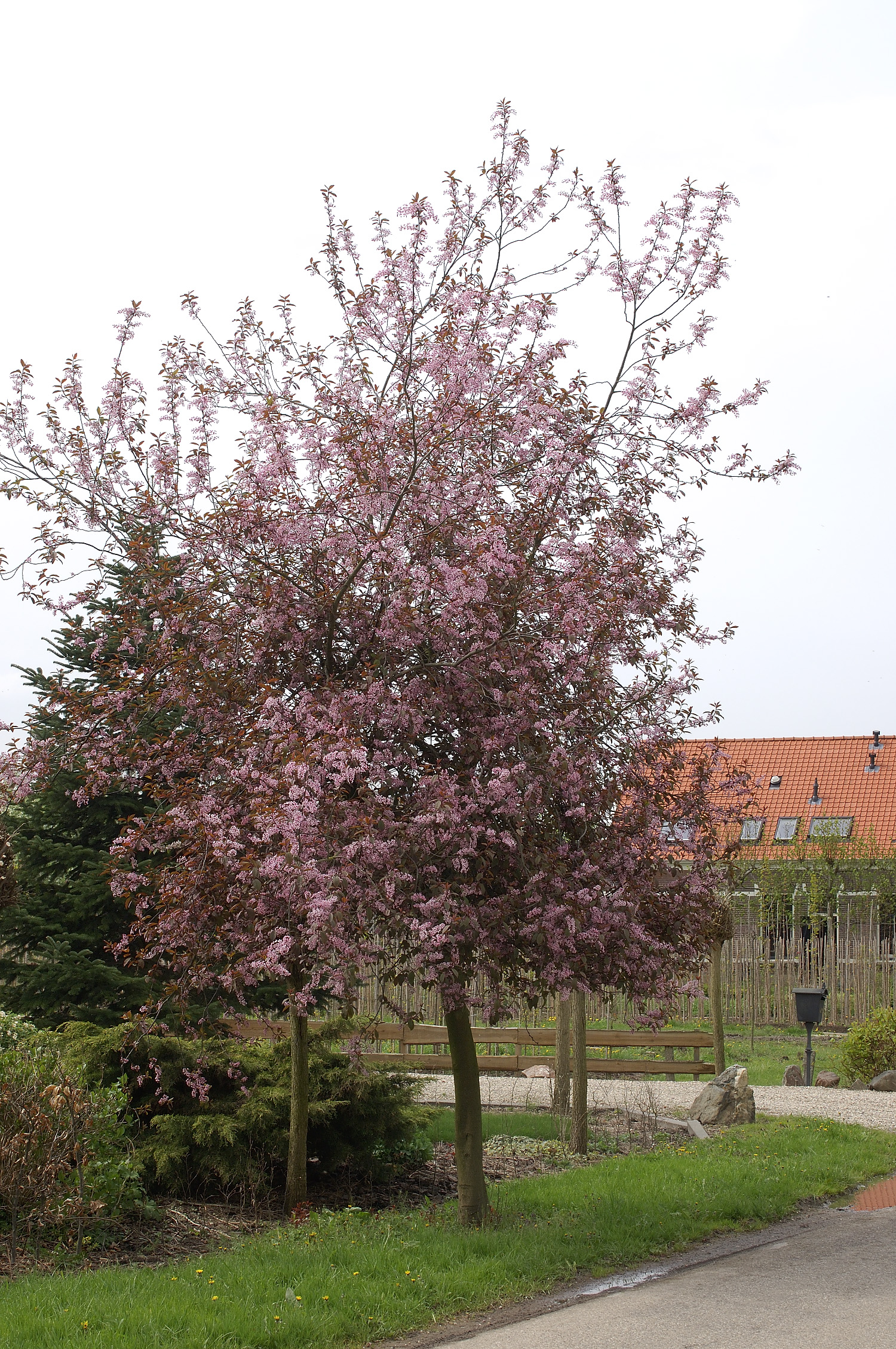 Omnia garden Blodhägg Ungträd 150-200cm