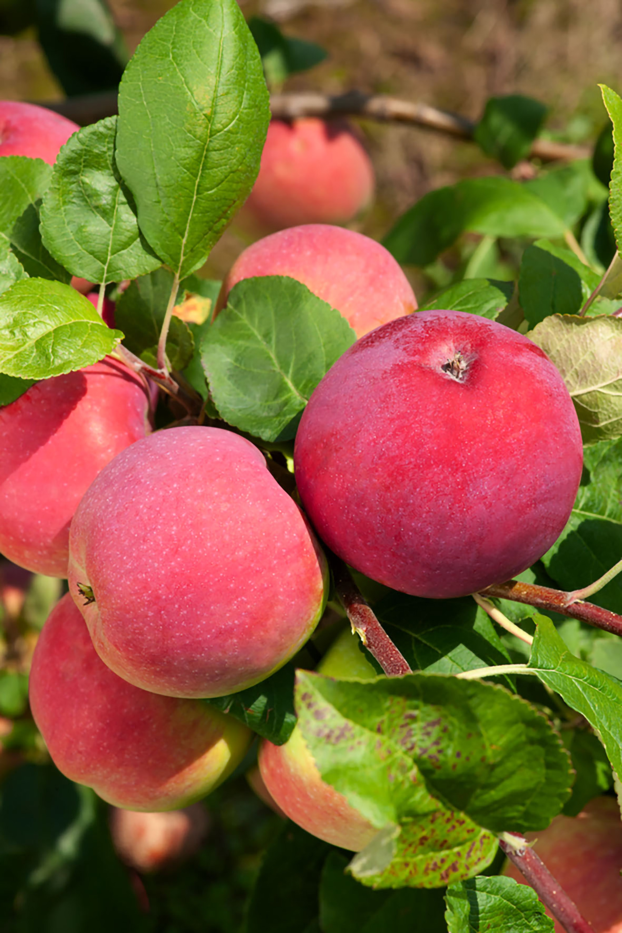 Omnia garden Äpple ’Röd Melba’ inkl. uppbindningskit