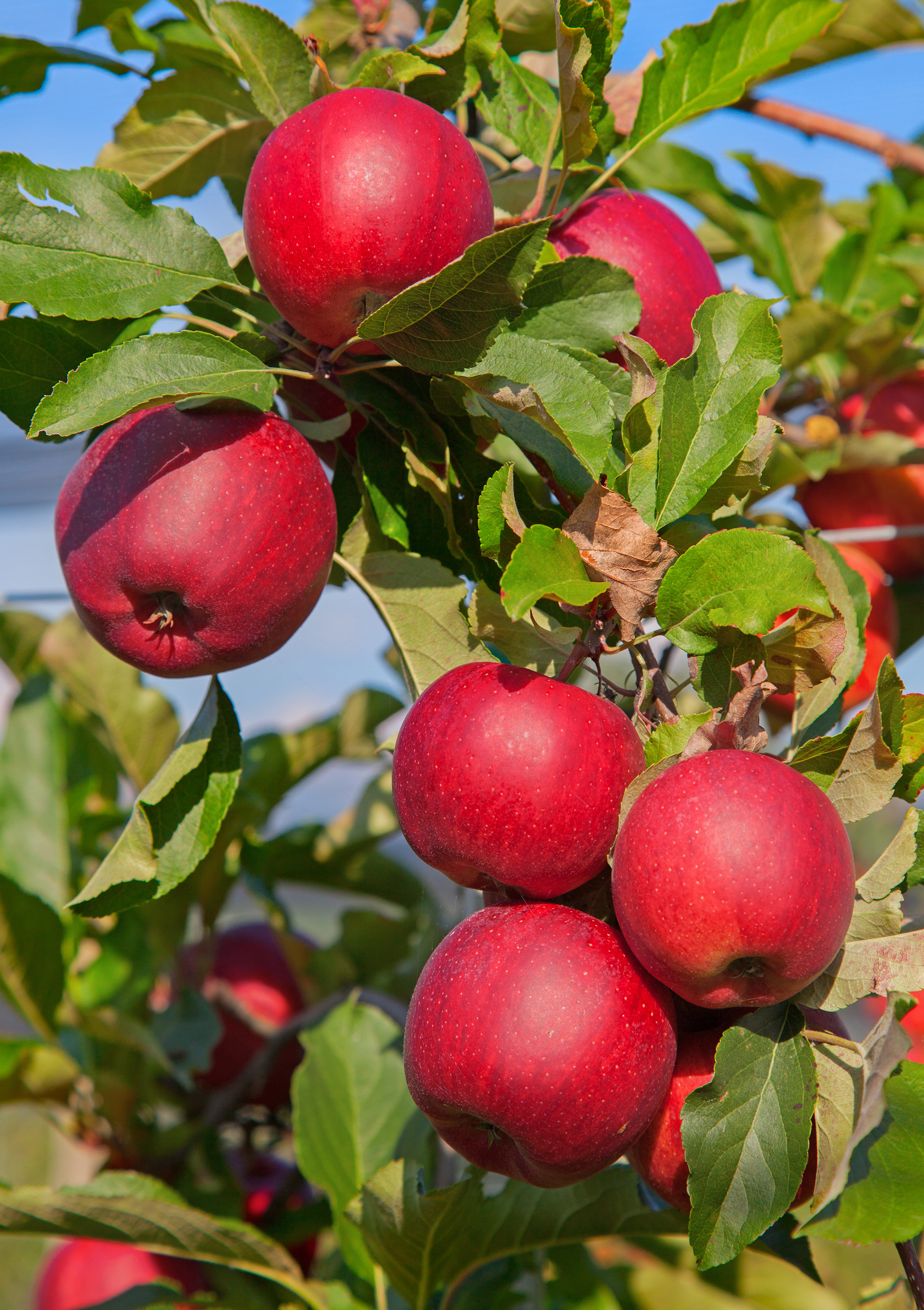Omnia garden Äpple ’Katja’ E inkl uppbindningskit