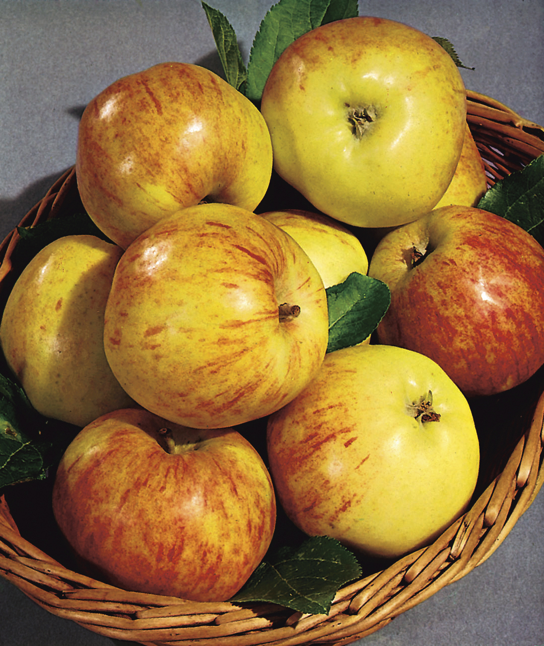 Äpple ’Gravensteiner’ inkl uppbindningskit