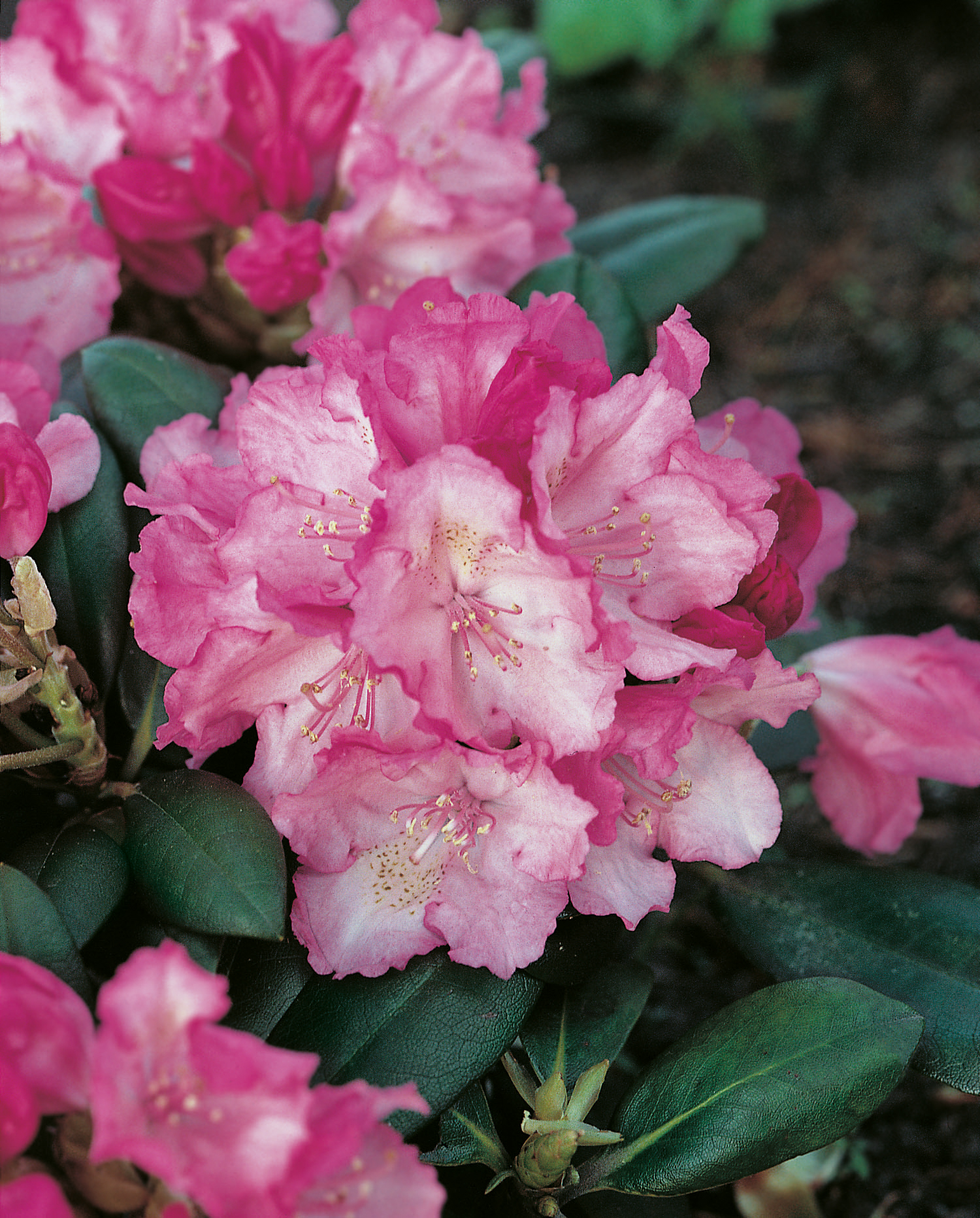 Omnia garden Rhododendron hybrid ’Polaris’ 1-pack