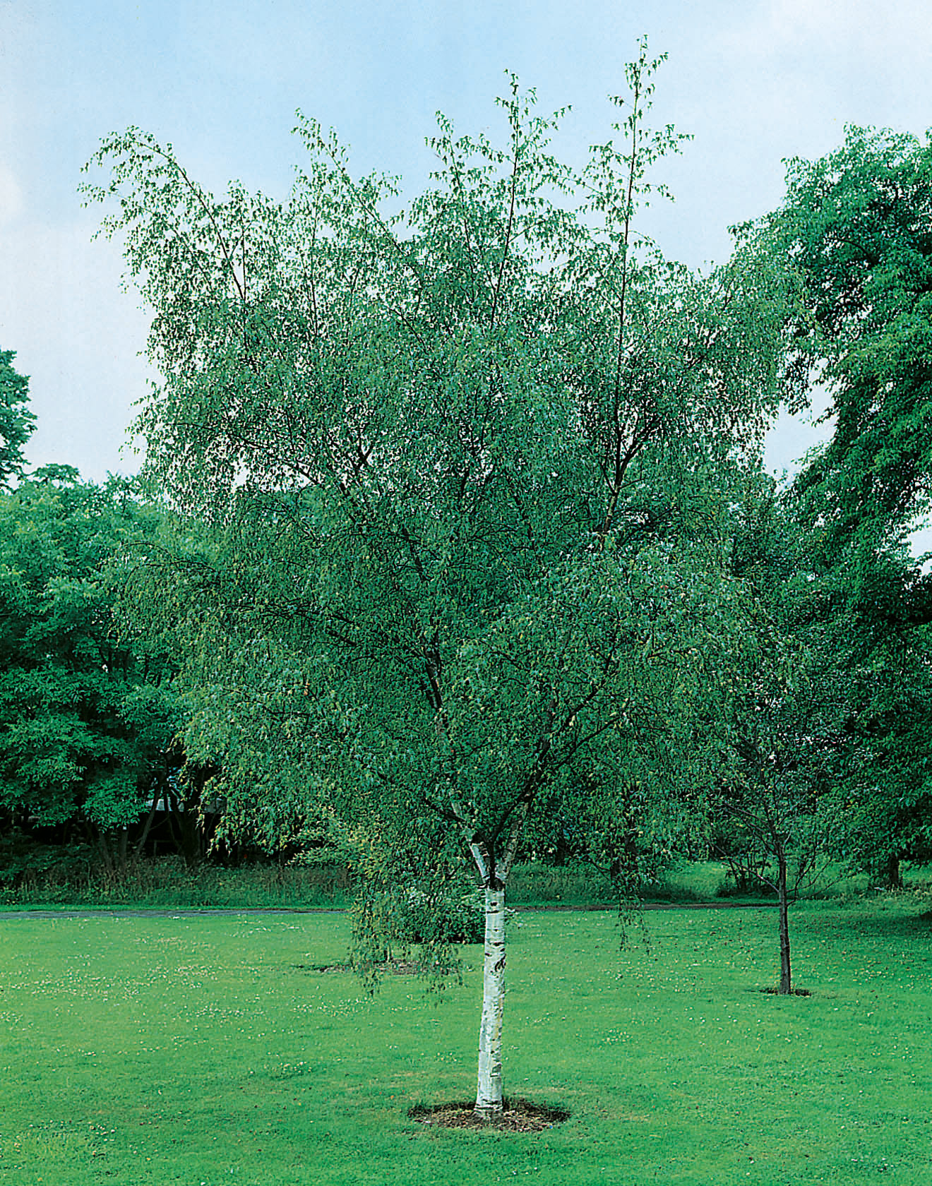 Omnia garden Vårtbjörk Ungträd 125-150cm