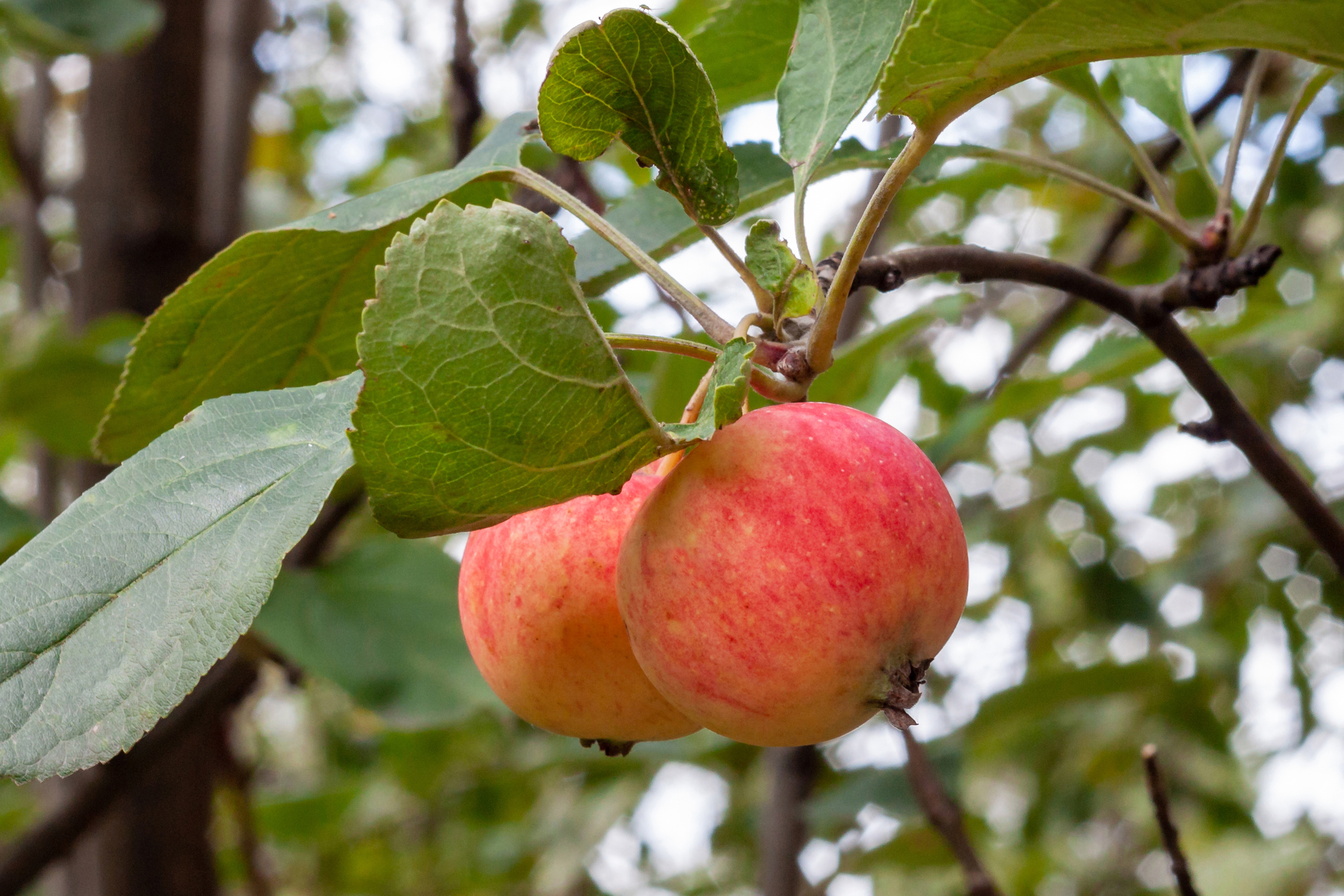 Omnia garden Äpple TRULSA E inkl uppbindningskit