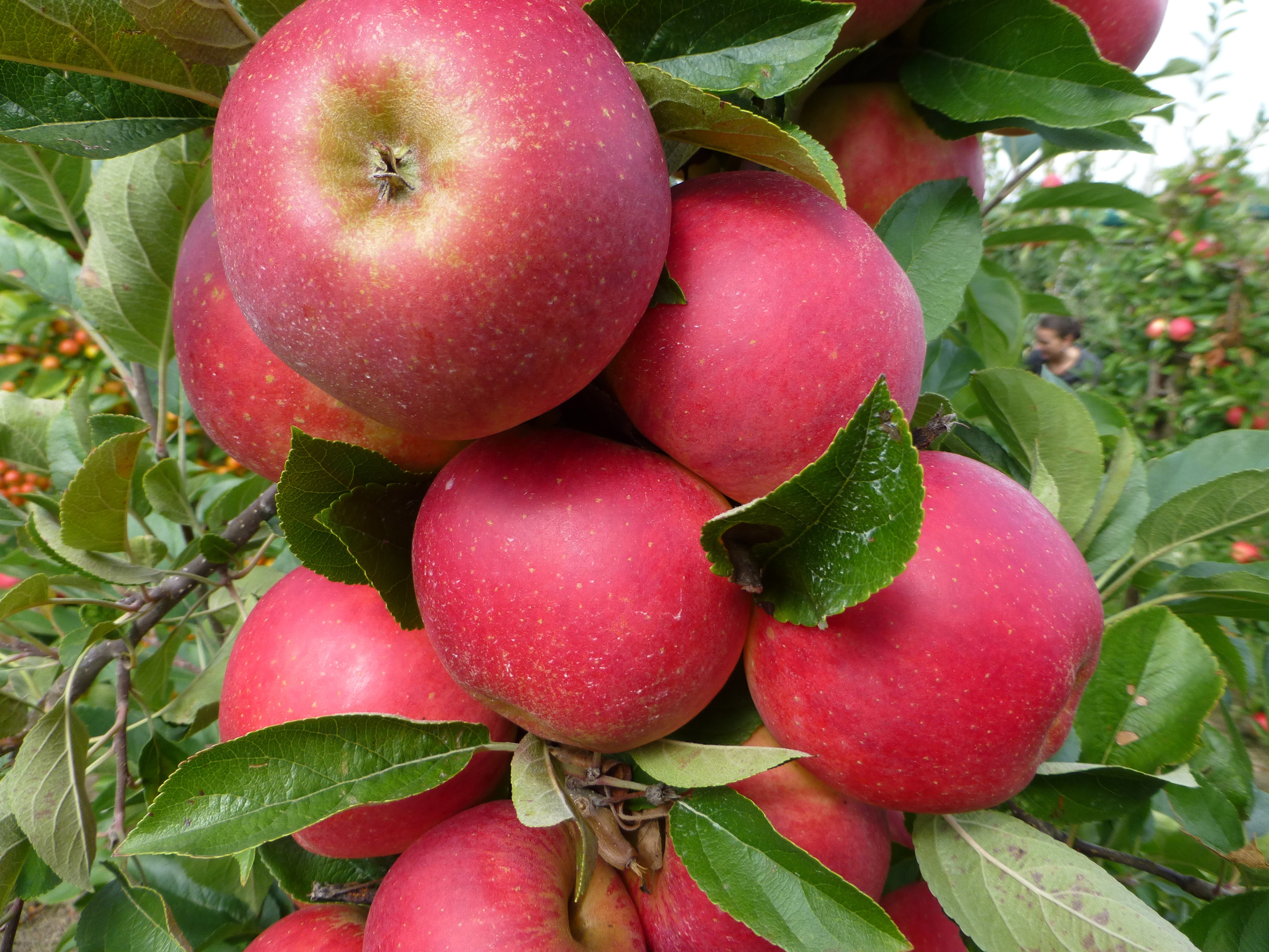 Omnia garden Äpple ’Agnes’ E inkl. uppbindningskit