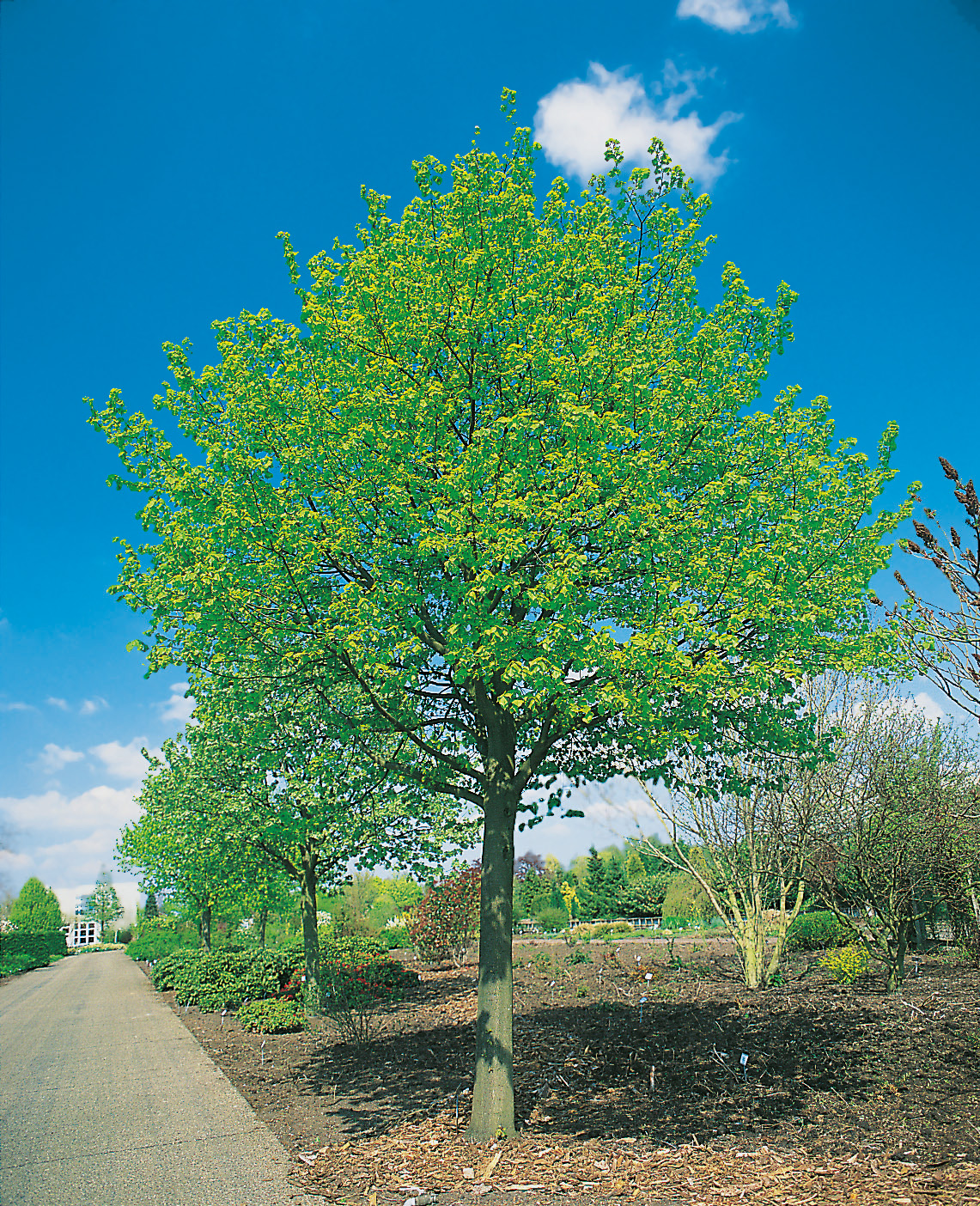 Skogslind ’Greenspire’ Ungträd 150-200cm