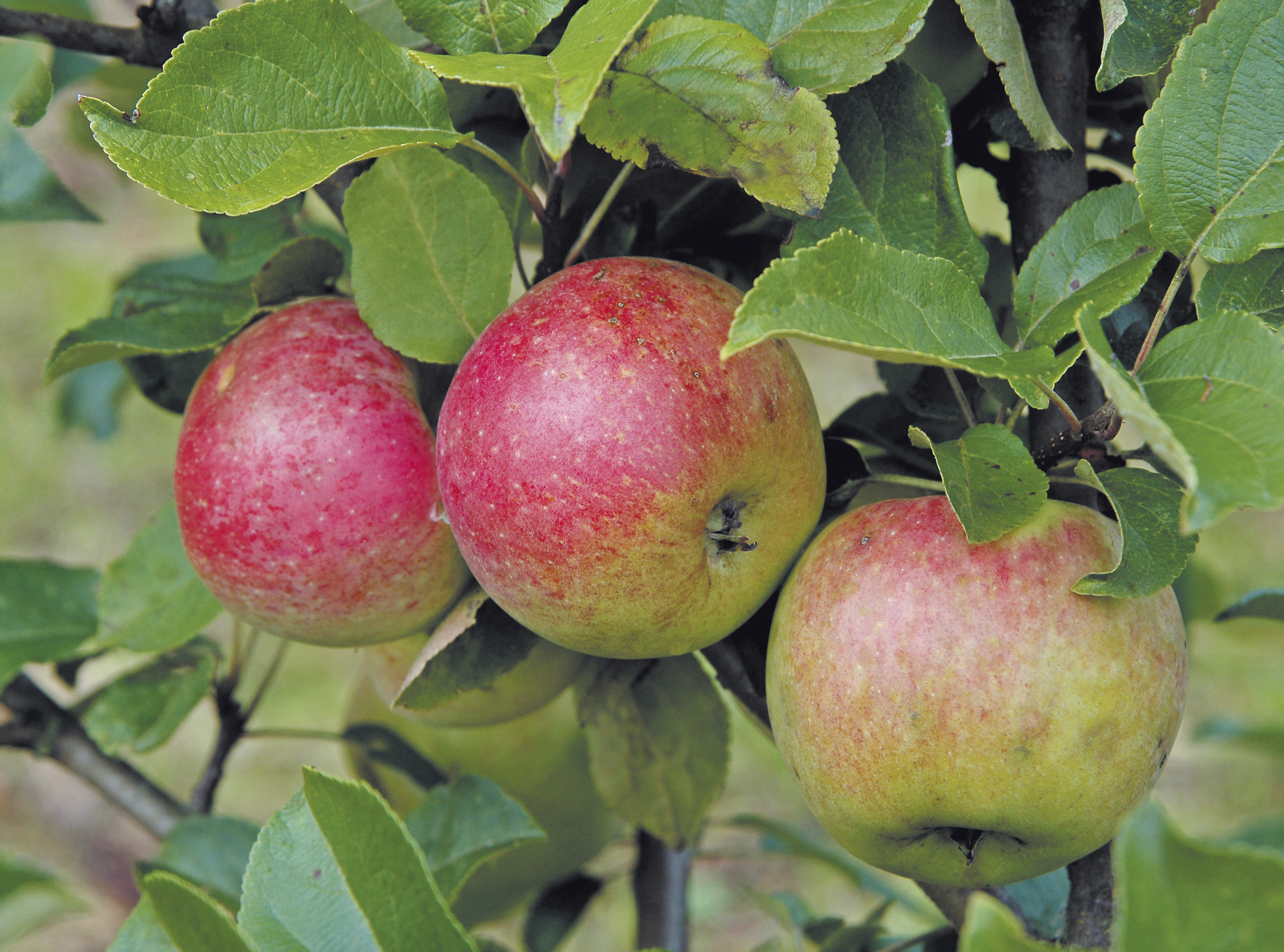 Omnia garden Äpple ’Amorosa’ E inkl uppbindningskit