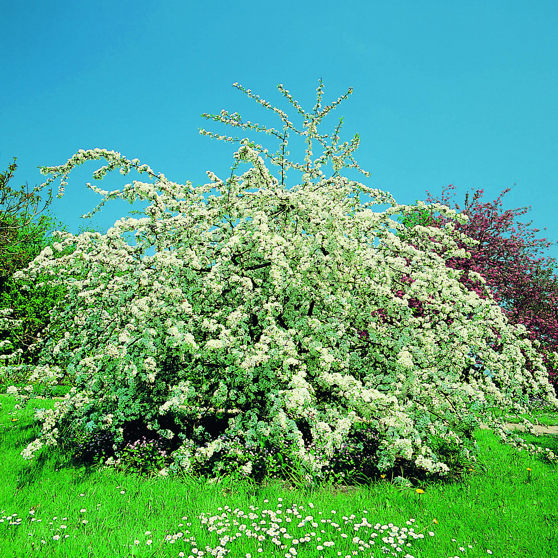 Omnia garden Bukettapel ’Sarentii’ 100-125 cm 1-pack