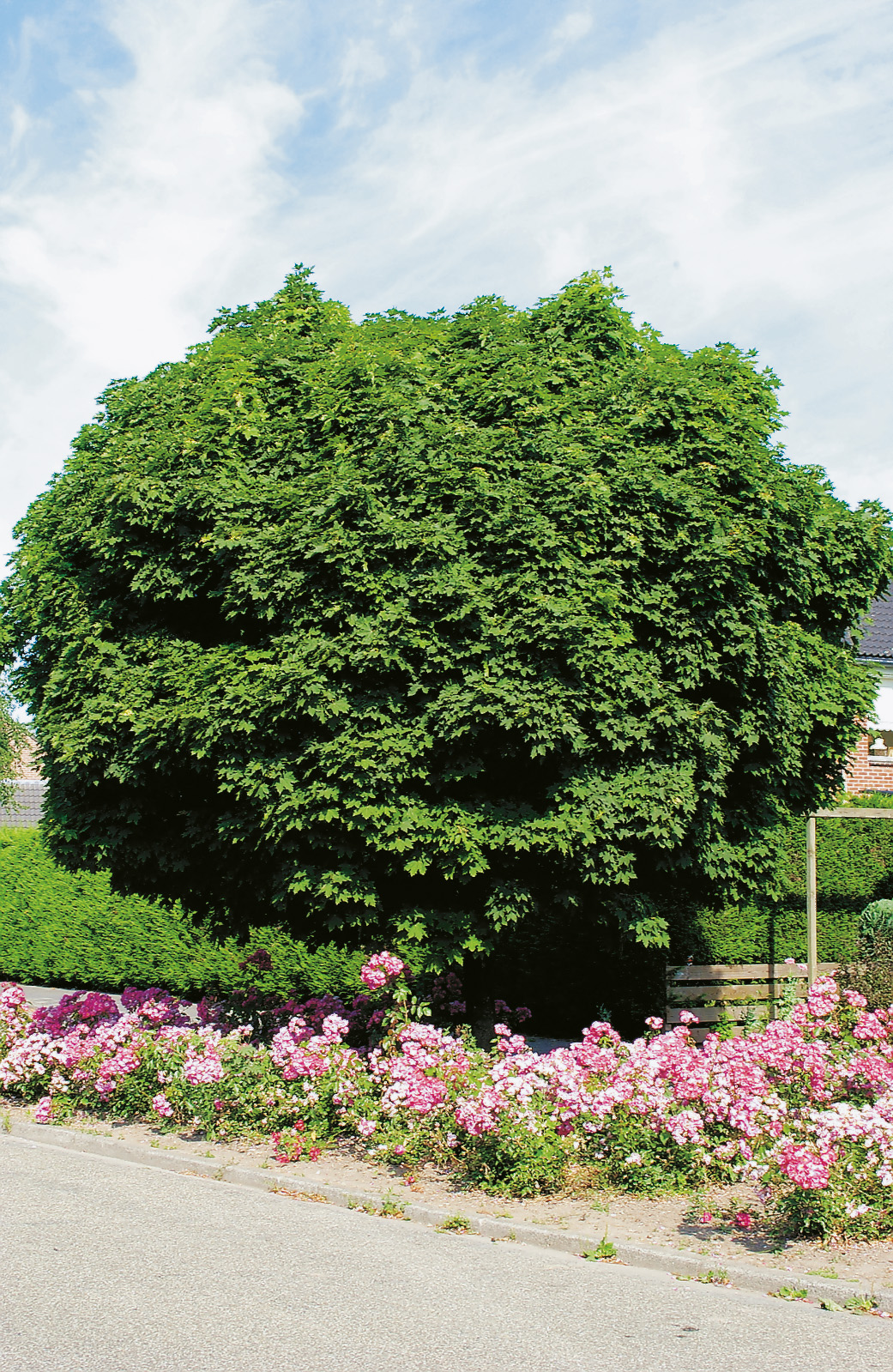 Omnia garden Klotlönn Stamhöjd 80-100cm