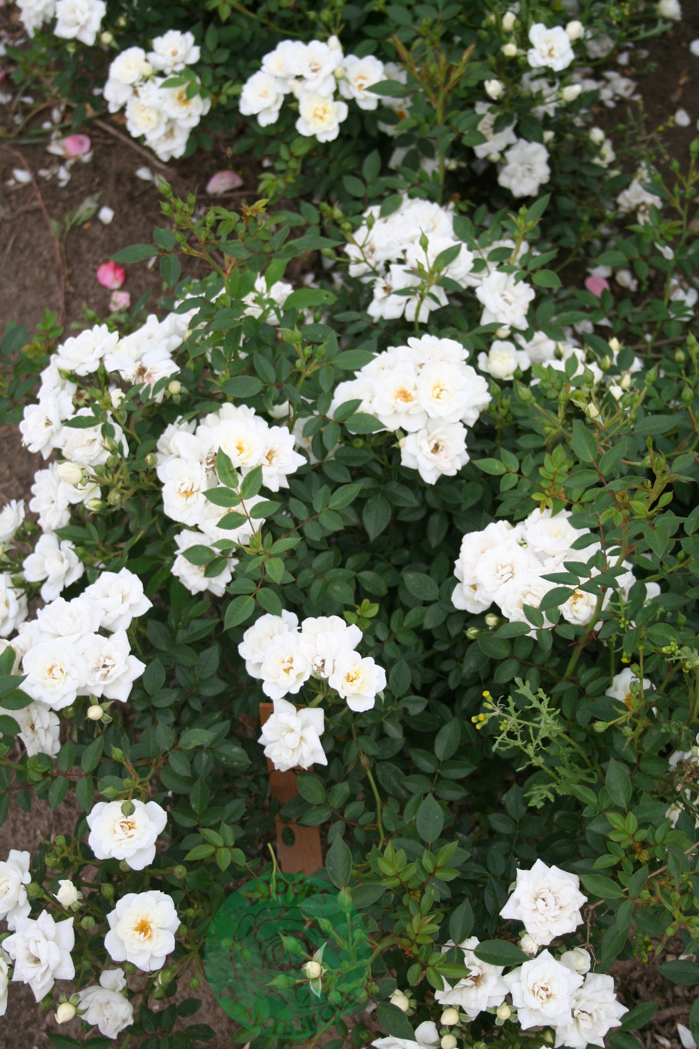 Marktäckande ros 'White Cover'