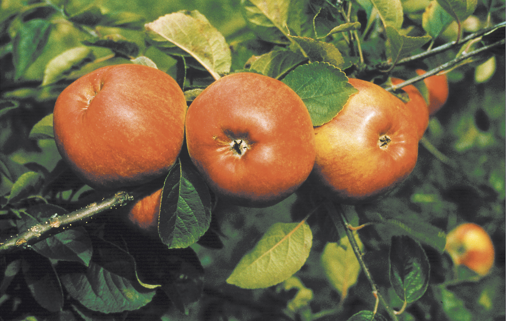 Omnia garden Äpple ’Cox Pomona’ inkl uppbindningskit