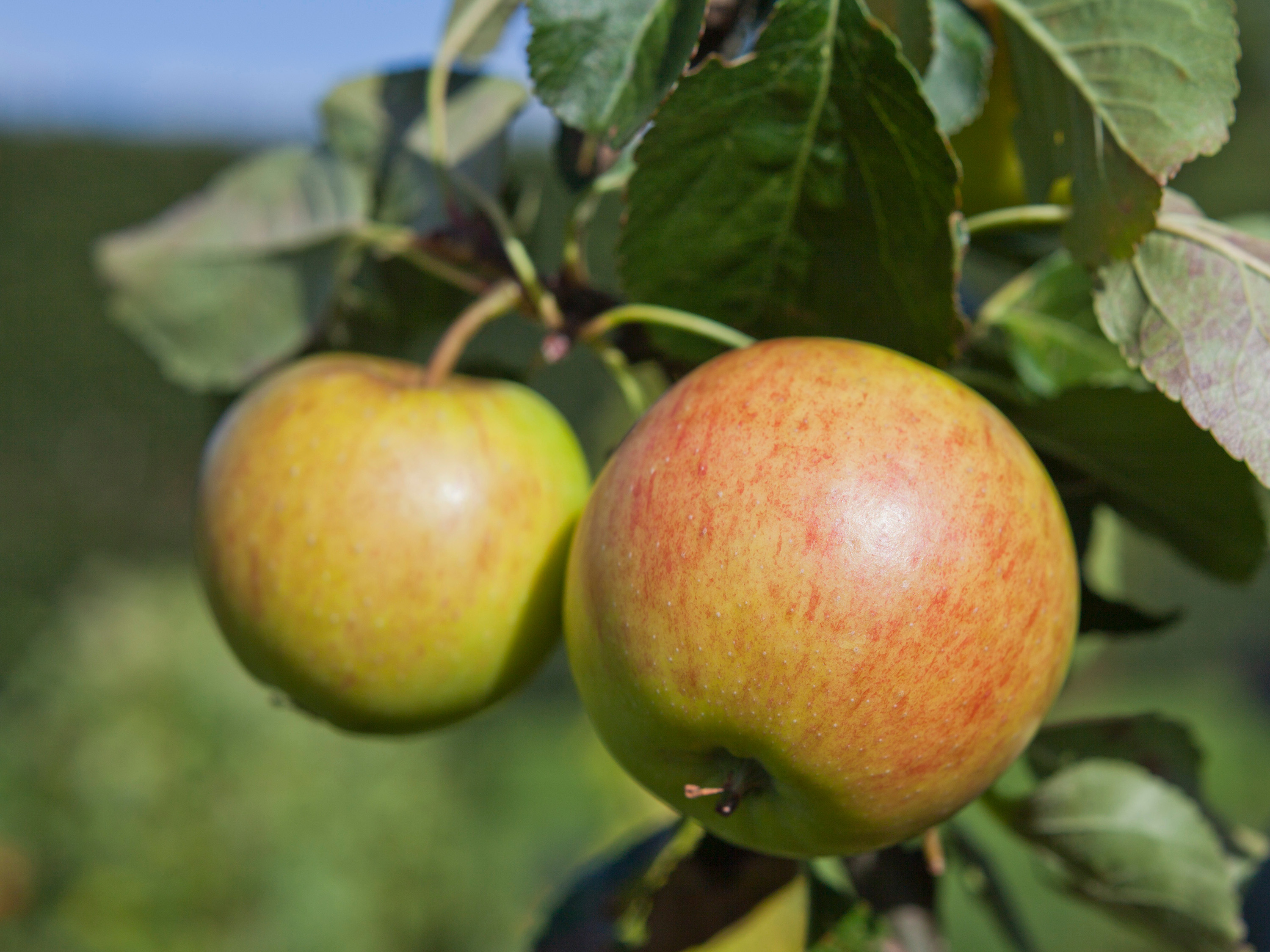 Omnia garden Äpple ’Filippa’