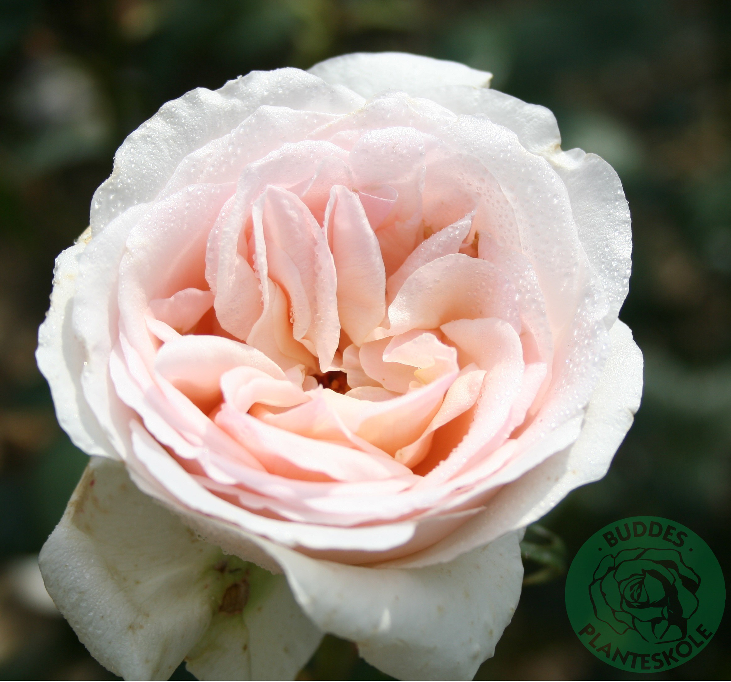 Omnia garden Buskros ’Julia Renaissance’ 1-pack