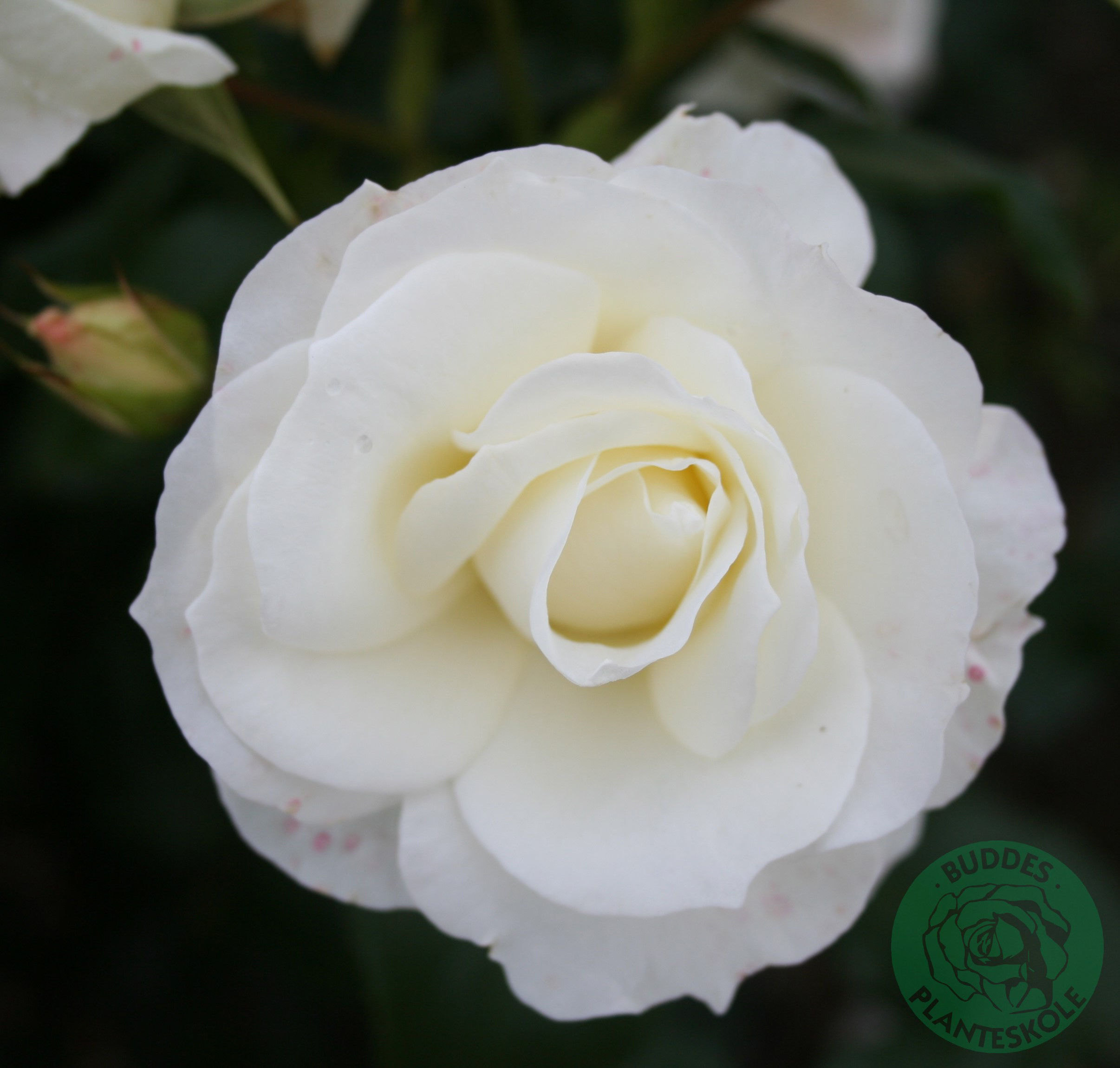 Omnia garden Flerblommig buskros ’Gråsten’ 1-pack
