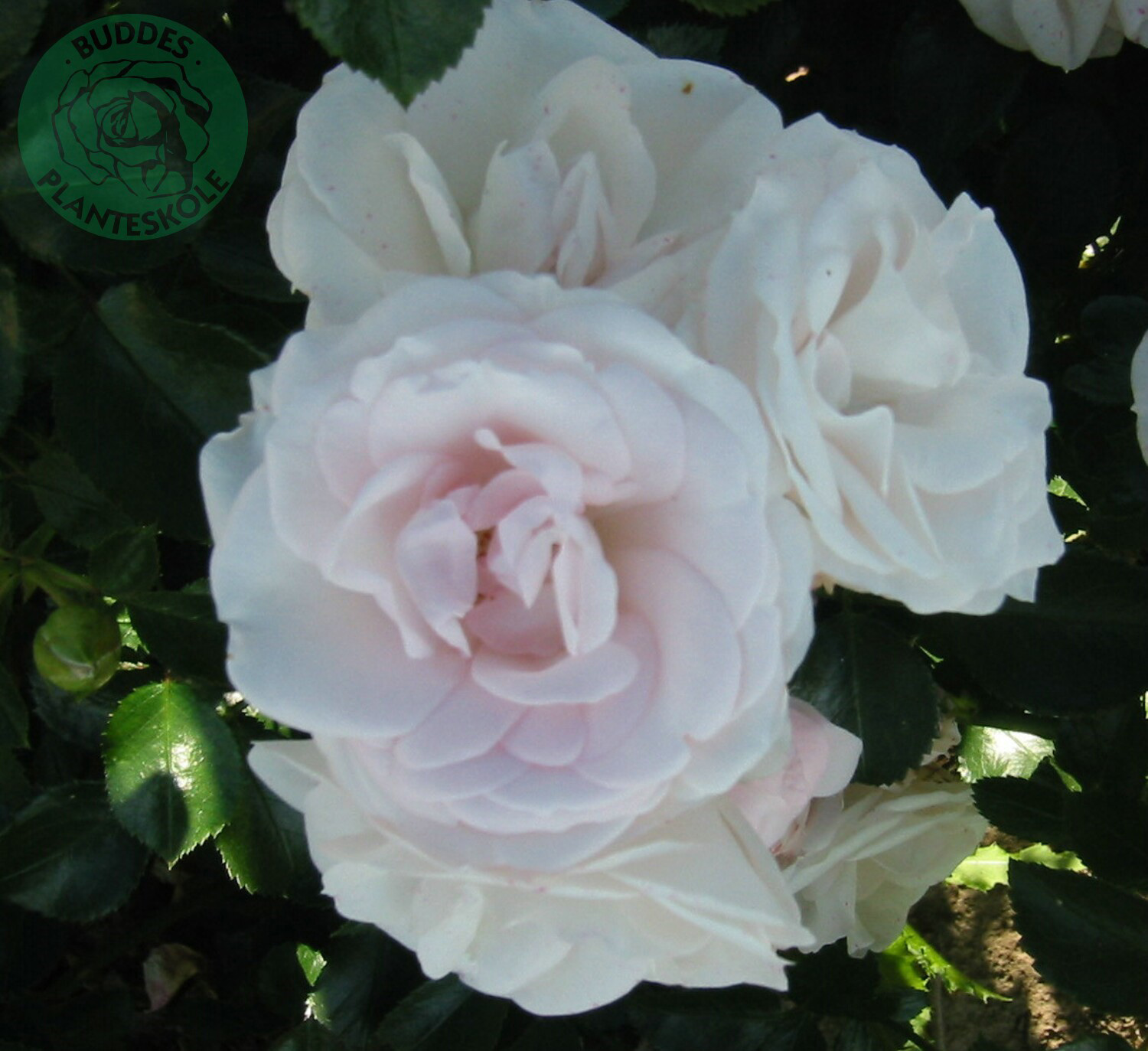 Flerblommig buskros ’Aspirin Rose’ 5-pack