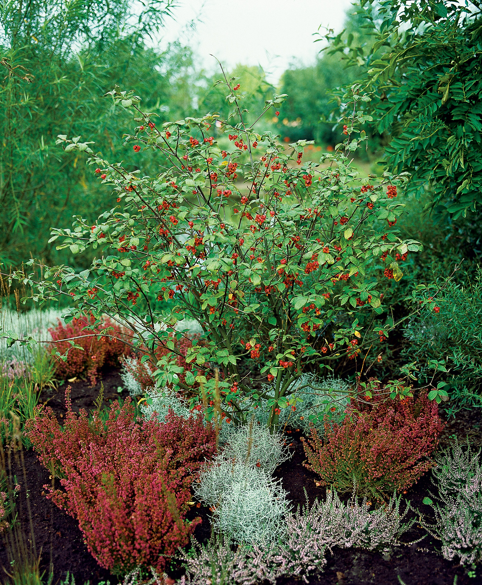 Omnia garden Körsbärsbenved 30-40cm 1-pack