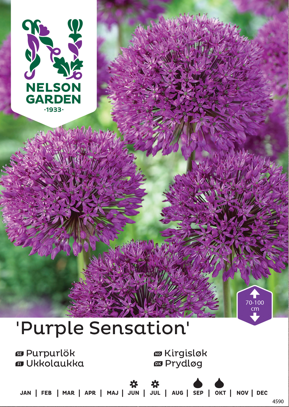 Höstlök Nelson Garden Purpurlök Purple Sensation