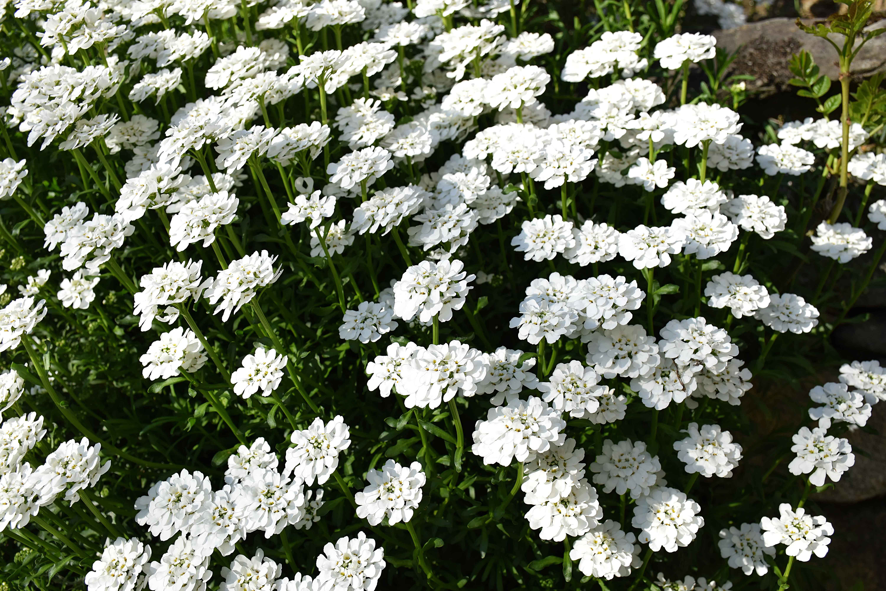 Omnia garden Vinteriberis ’Schneeflocke’ 6-pack