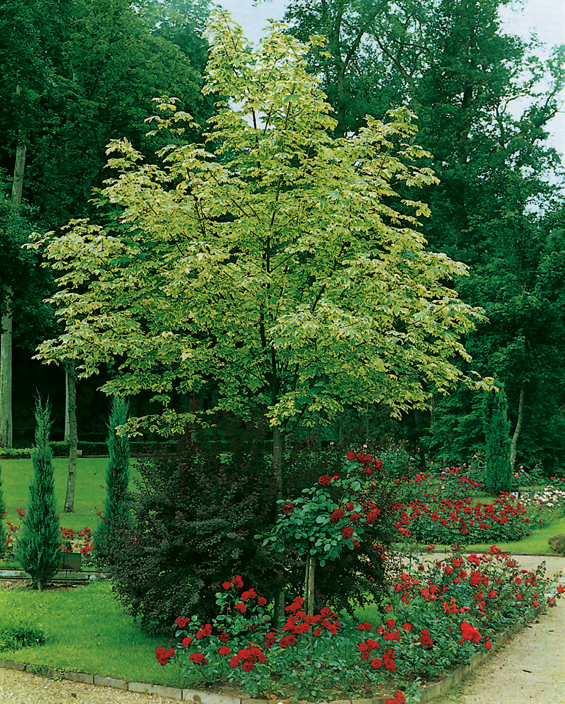 Omnia garden Vitbrokig skogslönn Ungträd 150-200cm