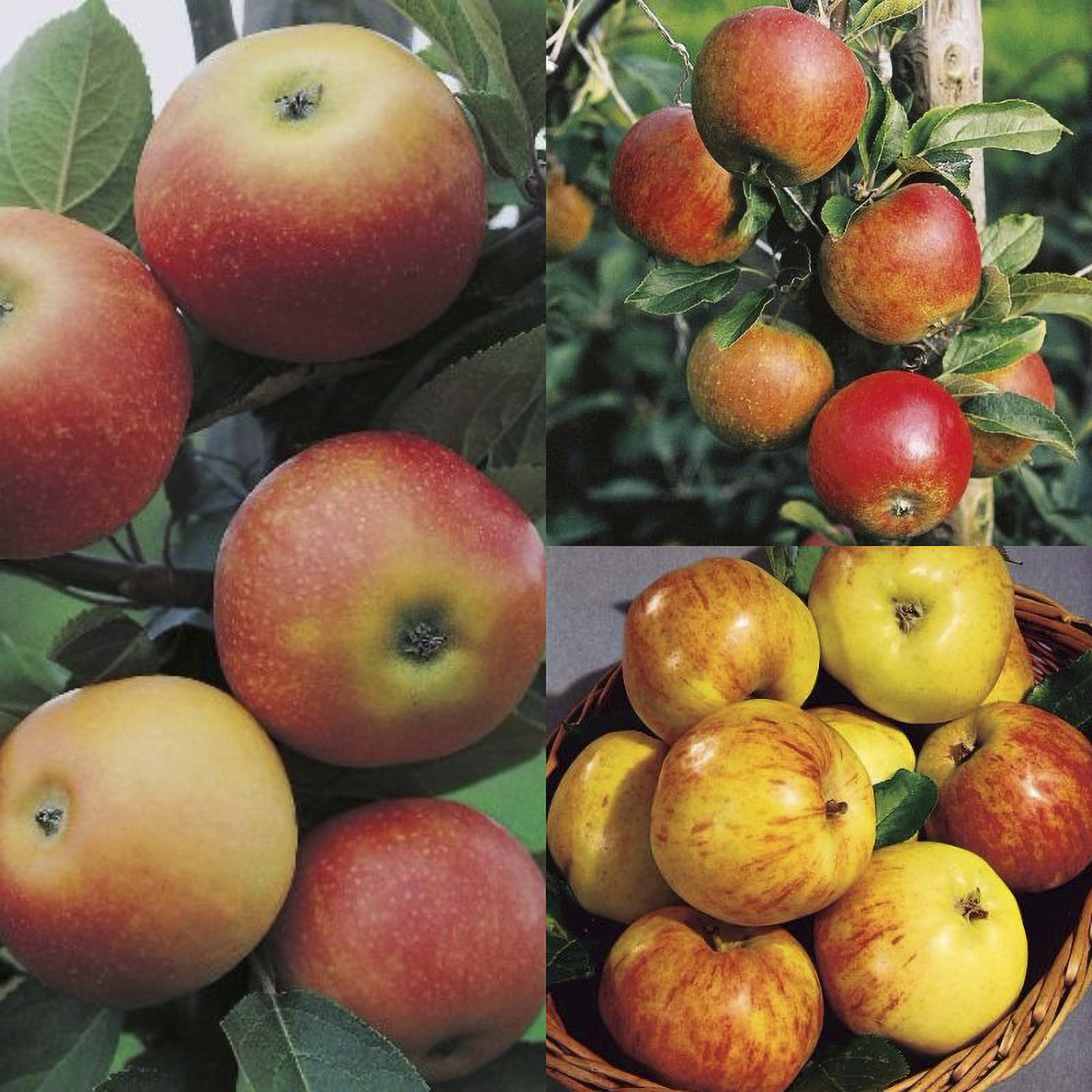 Familjeträd Äpple Olika sorter inkl uppbindningskit