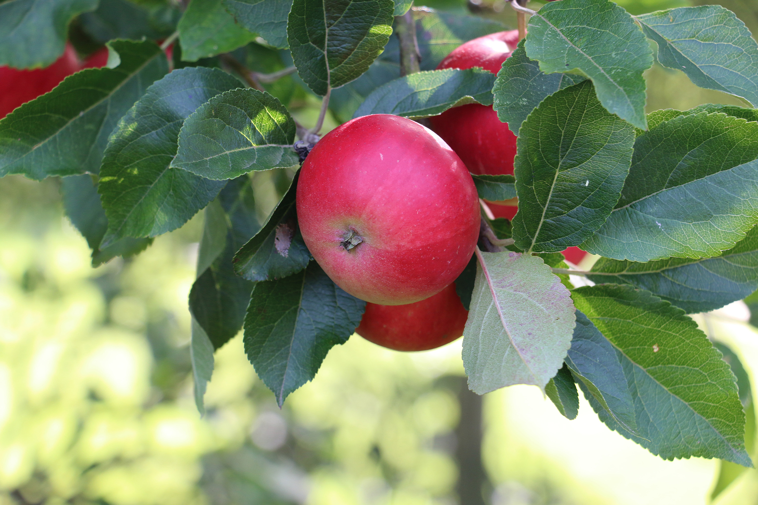 Äpple ’Discovery’ E Svagväxande inkl uppbindningskit