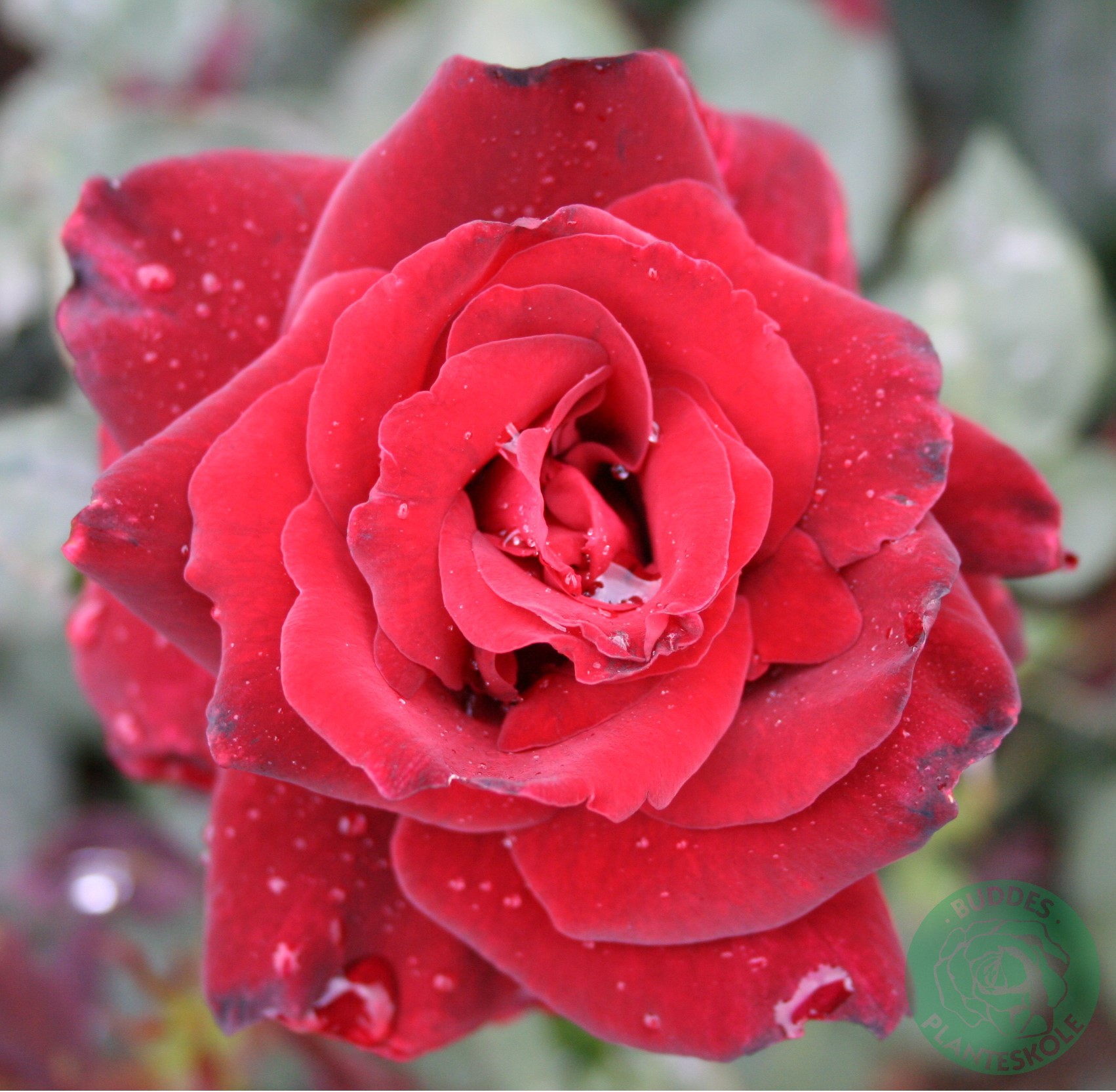 Omnia garden Storblommig ros ’Barkarole’ 1-pack