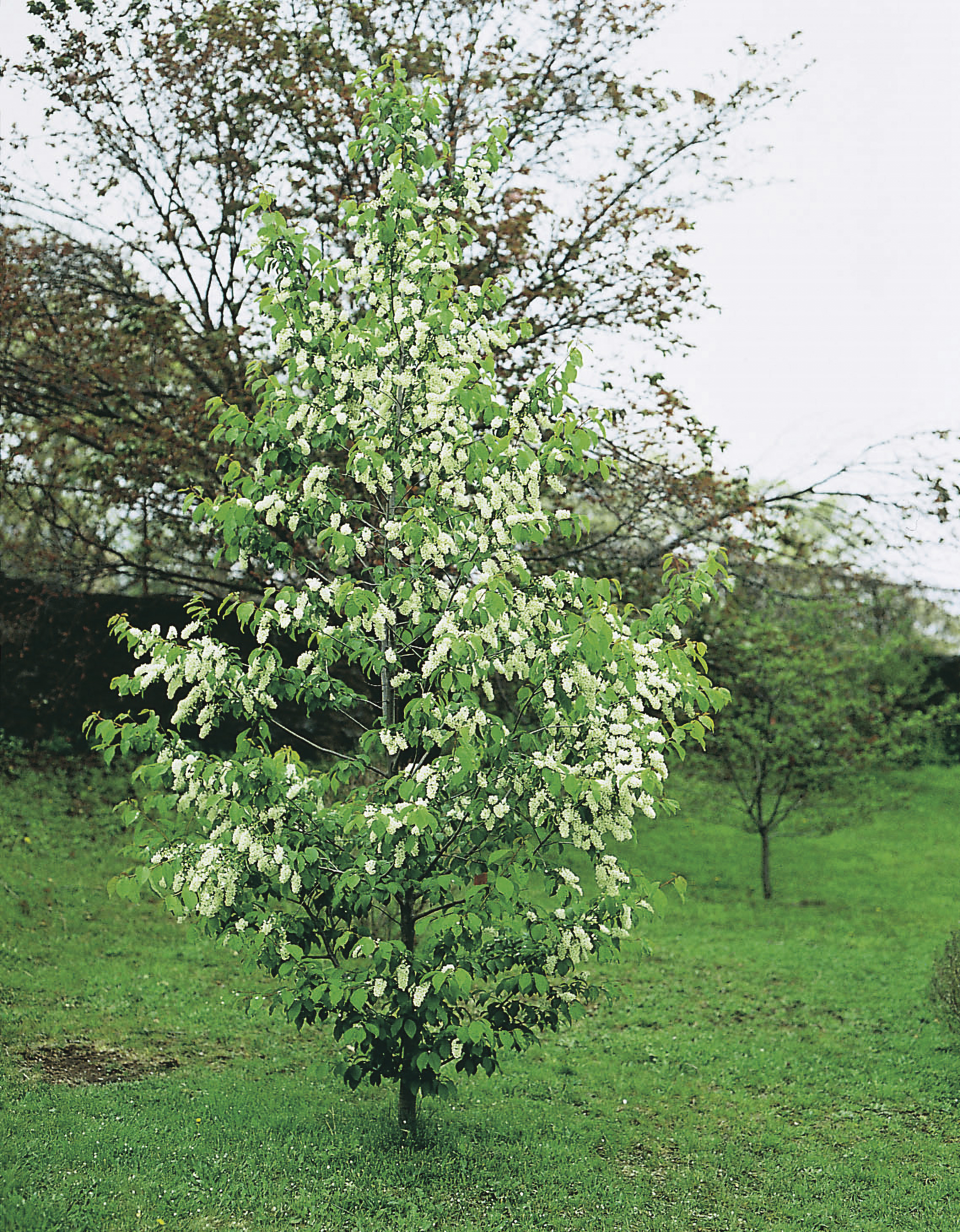 Omnia garden Hägg Ungträd 150-200cm