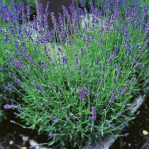 Lavendel ’Hidcote’