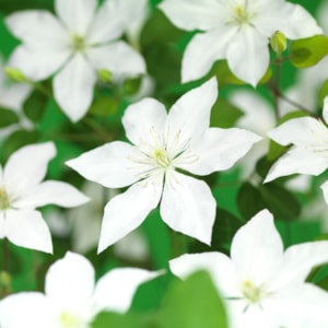 Klematis 'SoMany White Flowers' PBR 5-pack
