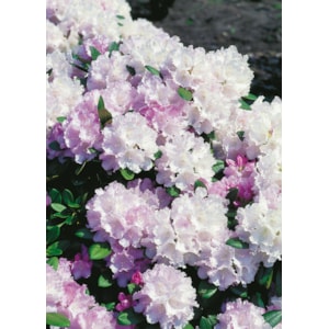 Rhododendron hybrid ’Silberwolke’ 10-pack