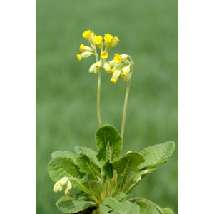 Prydnadsperenn Gullviva Primula Veris 6-pack
