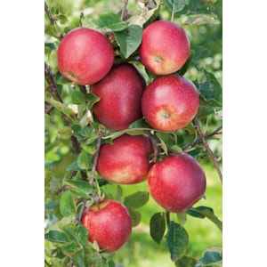 Miniträd Äpple ’Summerred’ CO