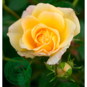 Marktäckande ros ’Yellow Fairy’ 5-pack