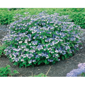 Omnia garden Purpurhortensia ’Bluebird’ CO 5-pack