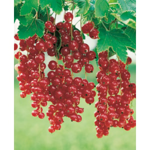 Röda vinbär ’Holländska’ stam 40-60 cm 10-pack