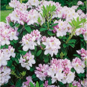 Park Rhododendron, Rosa 5-pack