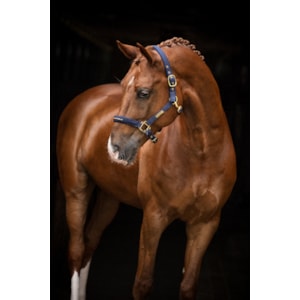 Grimma Hansbo Sport The Equestrian Life Navy – NAVY COB