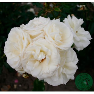 Omnia garden Flerblommig buskros ’La Paloma’ 1-pack