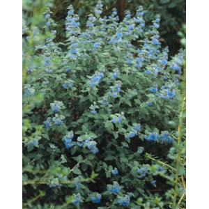 Skäggbuske 'Heavenly Blue' CO 5-pack