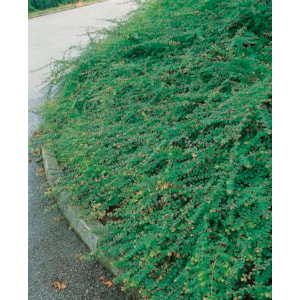 Omnia garden Hybridsnöbär ’Hancock’ CO 10-pack