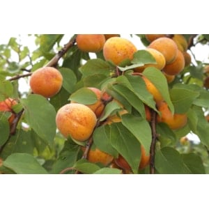 Aprikos ’Orangered’