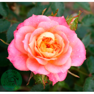 Omnia garden Marktäckande ros ’Mandarin’ 10-pack