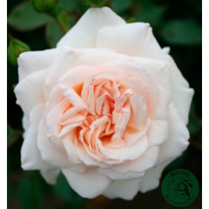 Omnia garden Klätterros ’Penny Lane’ 10-pack
